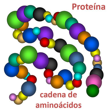 Cadena de aminoácidos